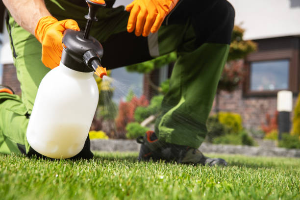 Best Termite Control Services  in Elkins, AR