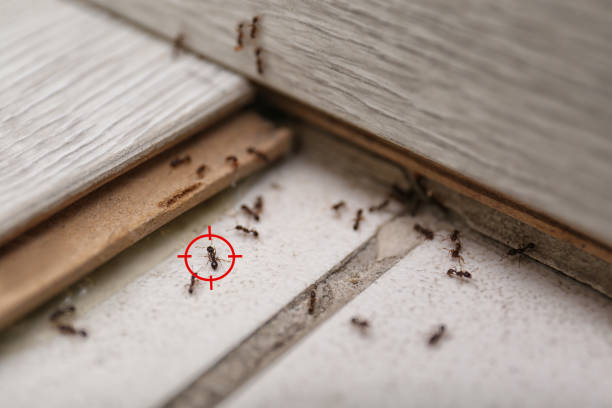 Best Pest Prevention Services  in Elkins, AR