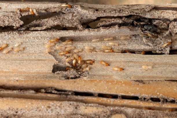 Best Exterminator Services  in Elkins, AR
