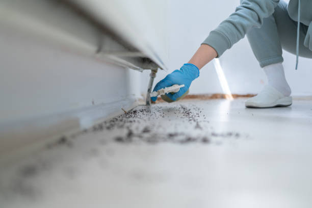 Best Insect Control  in Elkins, AR